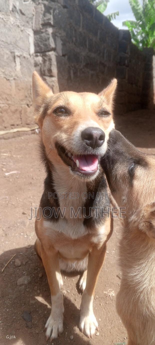 1+ year Female Mixed Breed German Shepherd