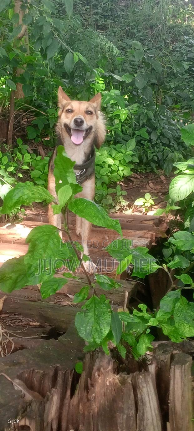 1+ year Female Mixed Breed German Shepherd - thumbnail 2