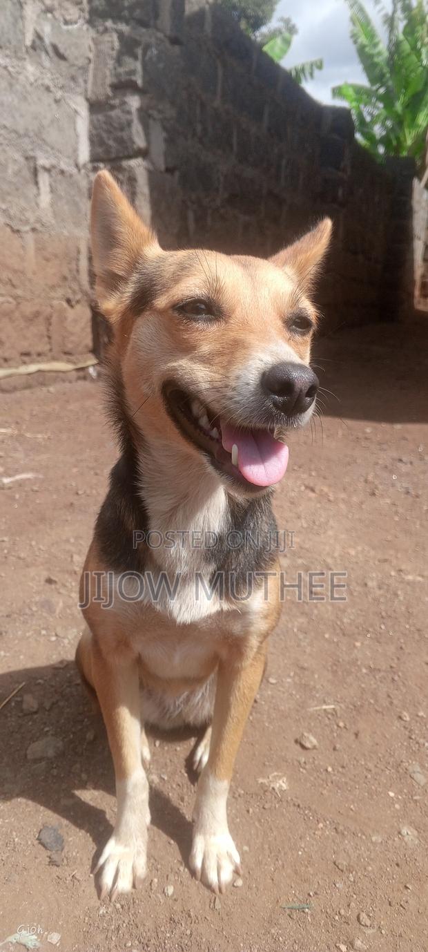 1+ year Female Mixed Breed German Shepherd - thumbnail 3