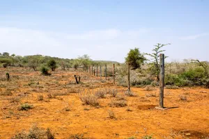 Ngong Kimuka - Ol Marorou