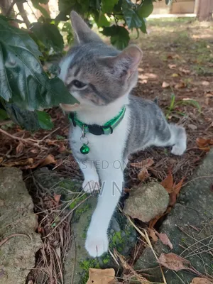 1-3 months Male Purebred American Shorthair