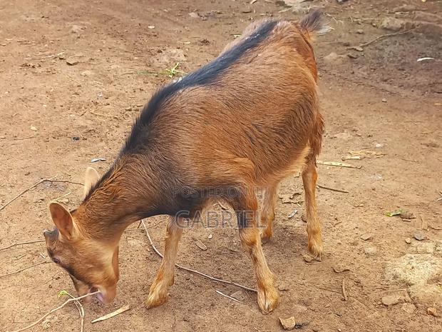 Selling Dairy Goats Female