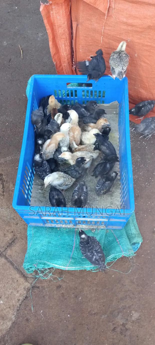 Improved Kienyeji Chicks and Pure Kienyeji Chicks
