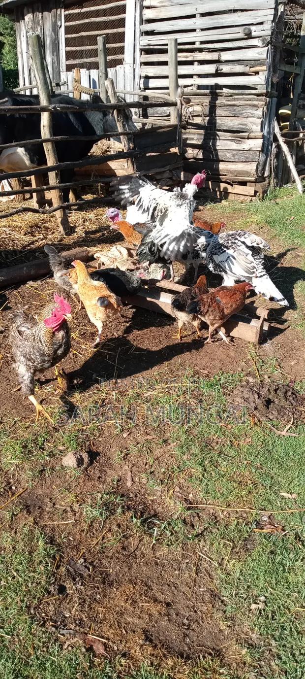 Improved Kienyeji Chicks and Pure Kienyeji Chicks - thumbnail 2