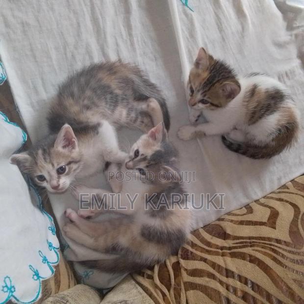 1-3 months Male Mixed Breed American Shorthair