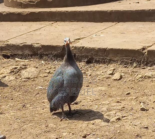 Guineafowl Male 5 Months