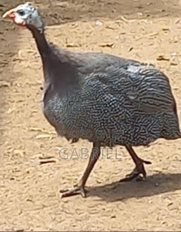 Guineafowl Male 5 Months - thumbnail 2