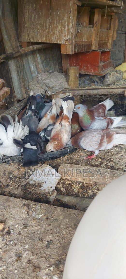 Local Pigeons