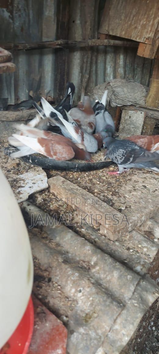Local Pigeons - thumbnail 2
