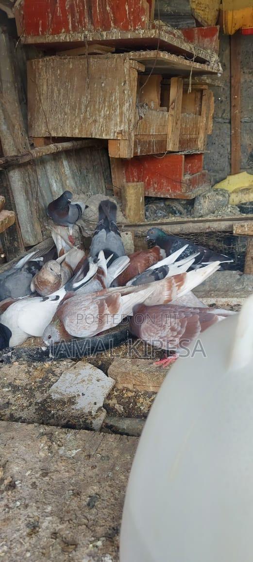 Local Pigeons - thumbnail 3
