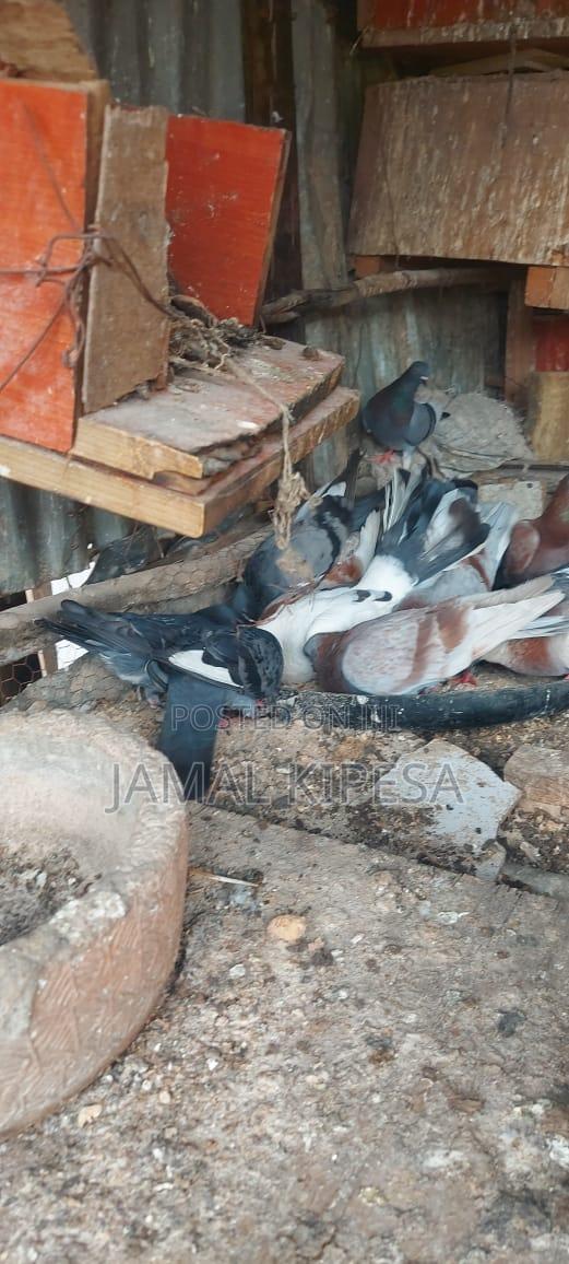 Local Pigeons - thumbnail 4