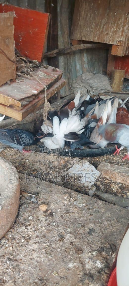 Local Pigeons - thumbnail 5