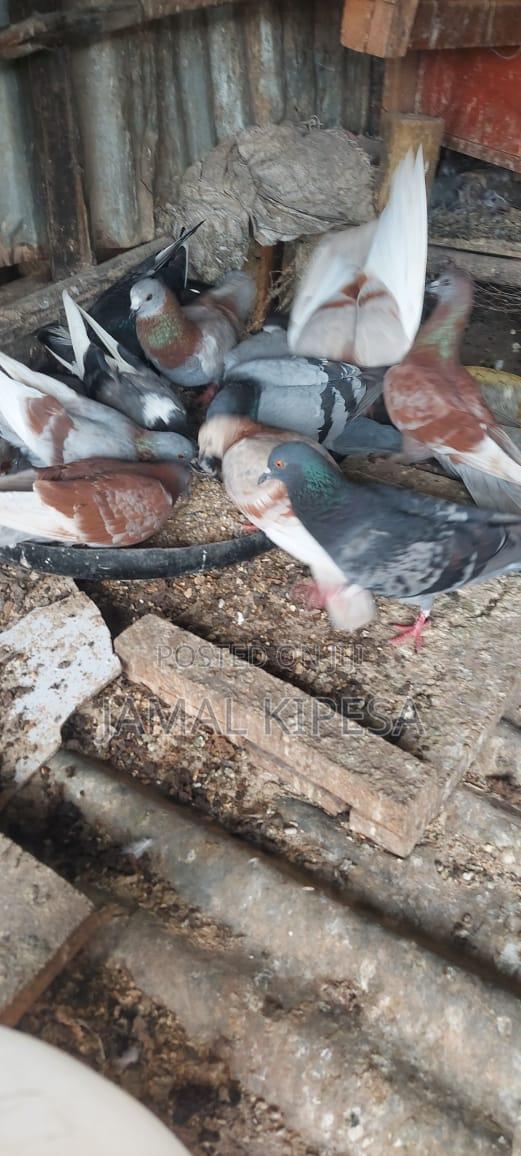 Local Pigeons - thumbnail 6