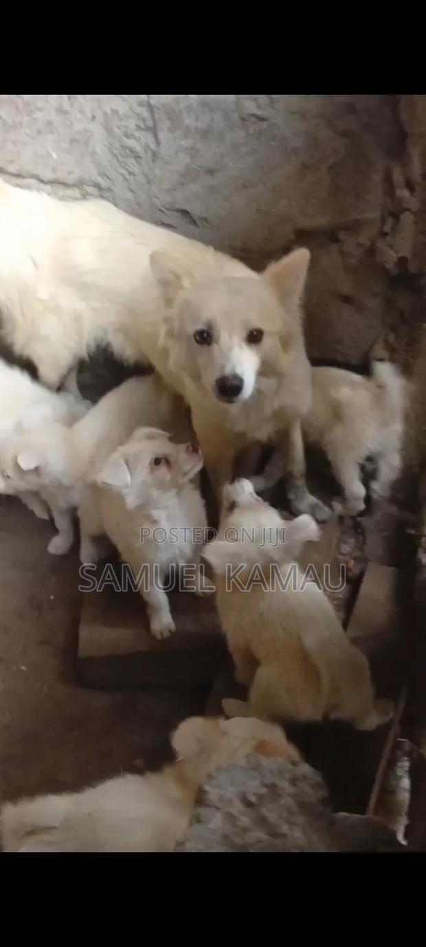 1-3 months Female Purebred Chihuahua