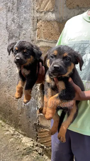 1-3 months Female Purebred Rottweiler
