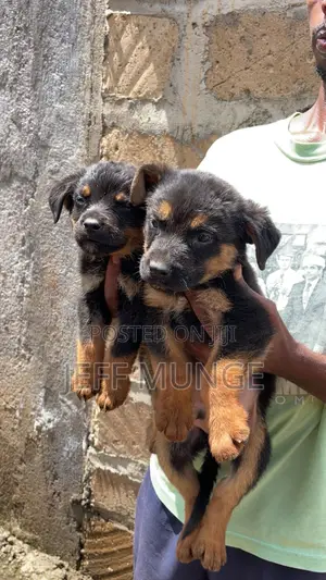 1-3 months Female Purebred Rottweiler