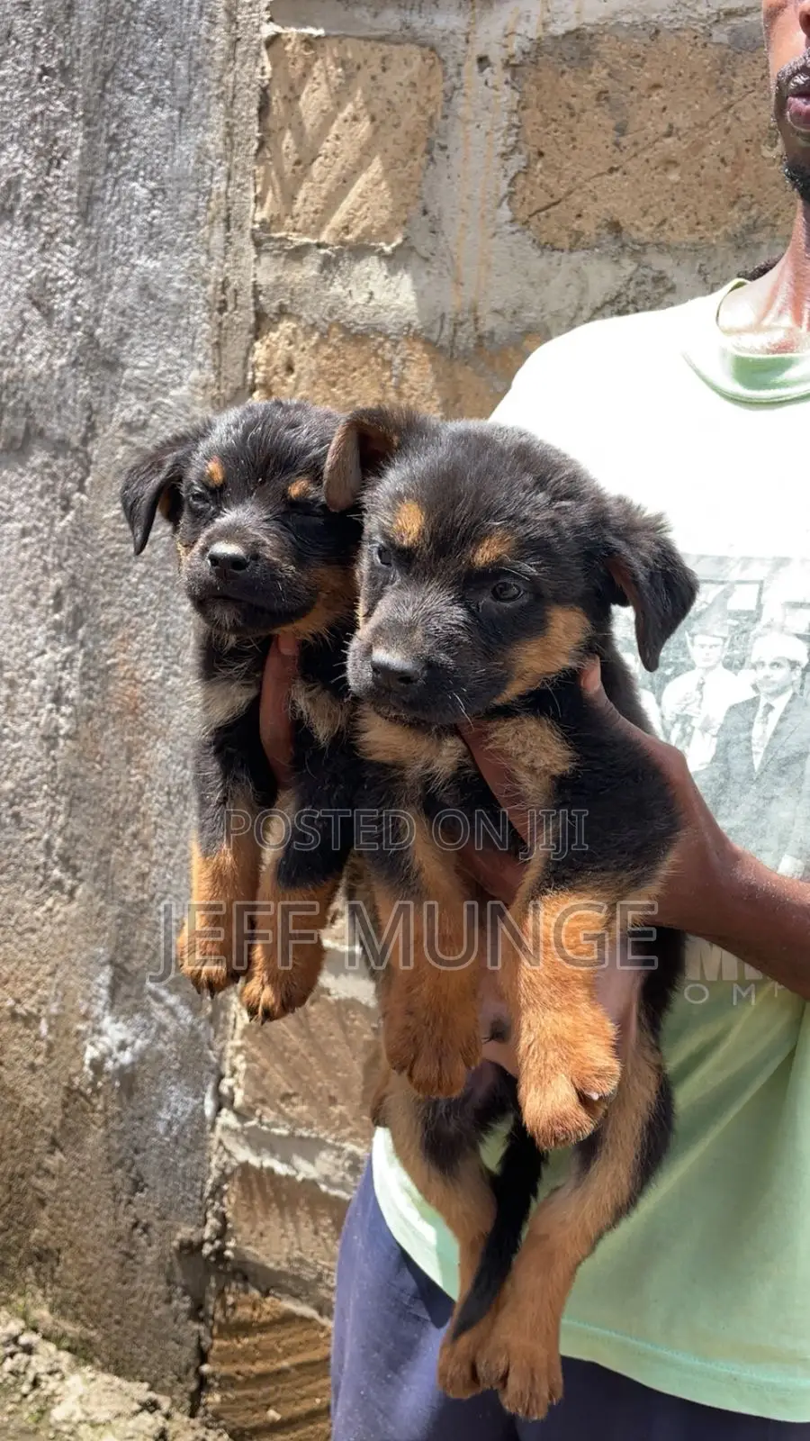 1-3 months Female Purebred Rottweiler
