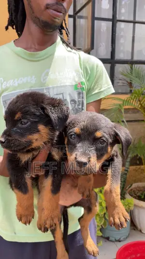 1-3 months Female Purebred Rottweiler