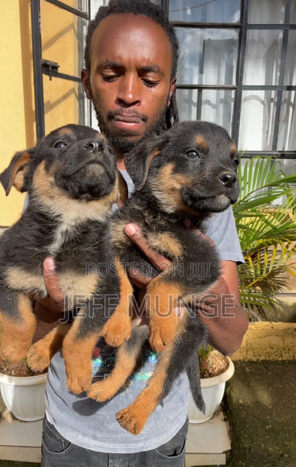 1-3 months Female Purebred Rottweiler