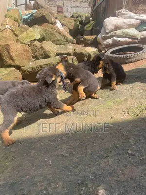 1-3 months Female Purebred Rottweiler