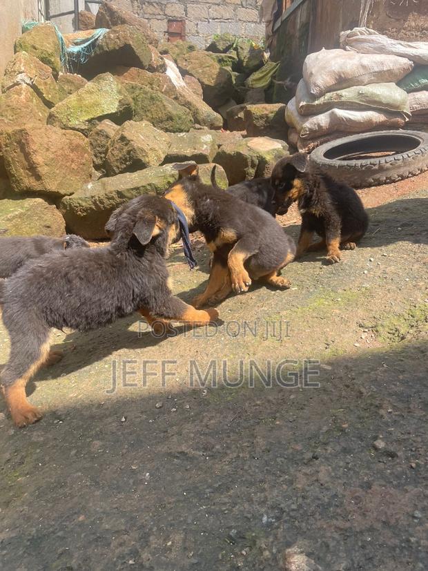1-3 months Female Purebred Rottweiler - thumbnail 5