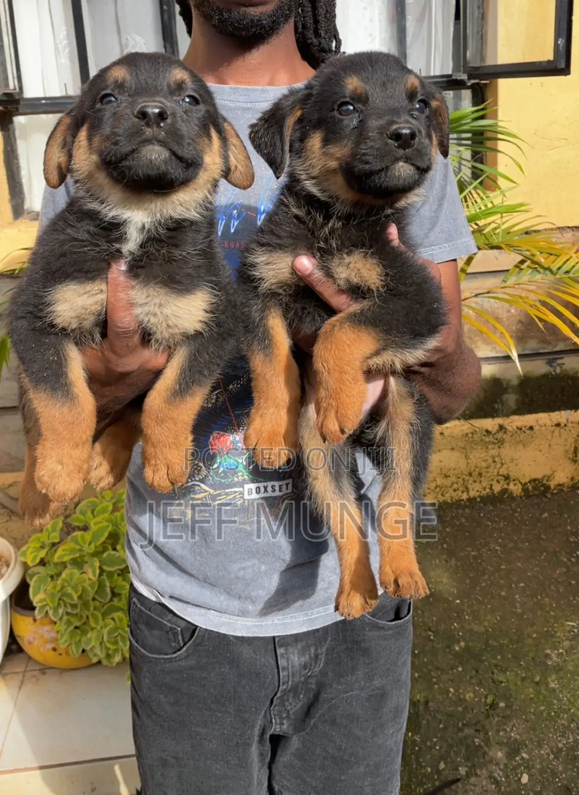 1-3 months Female Purebred Rottweiler