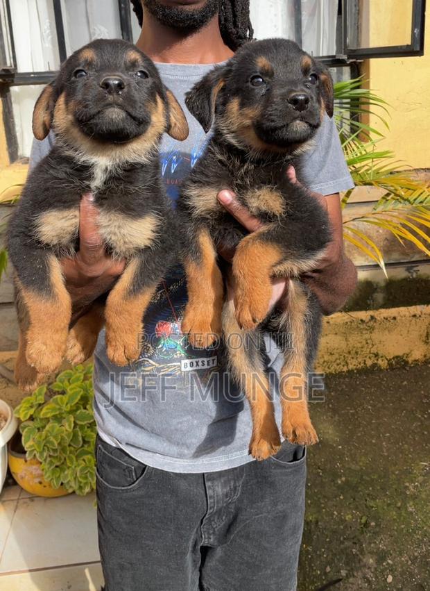 1-3 months Female Purebred Rottweiler - thumbnail 6