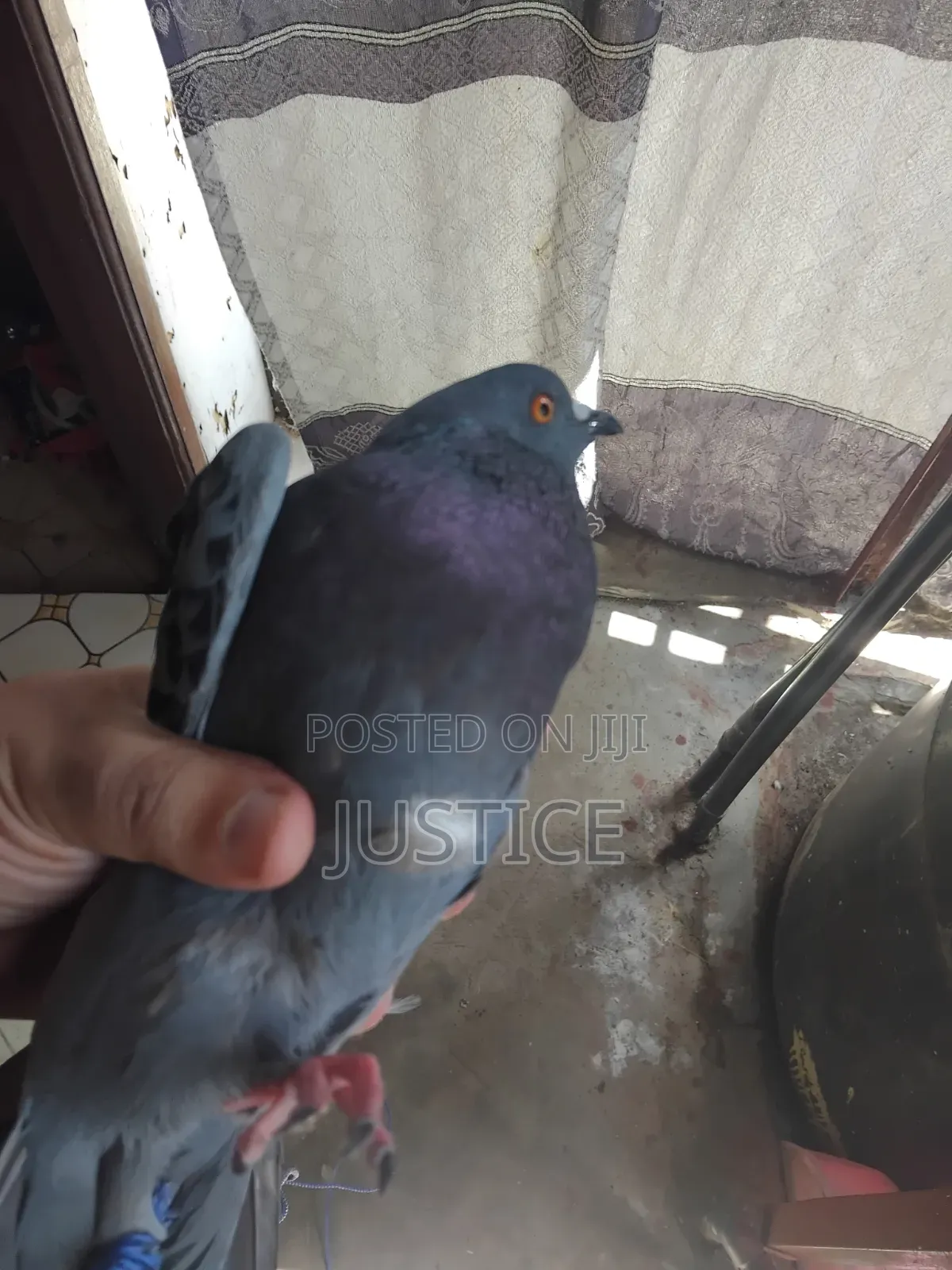 Pigeon ( Dushi Wa Kawaida )
