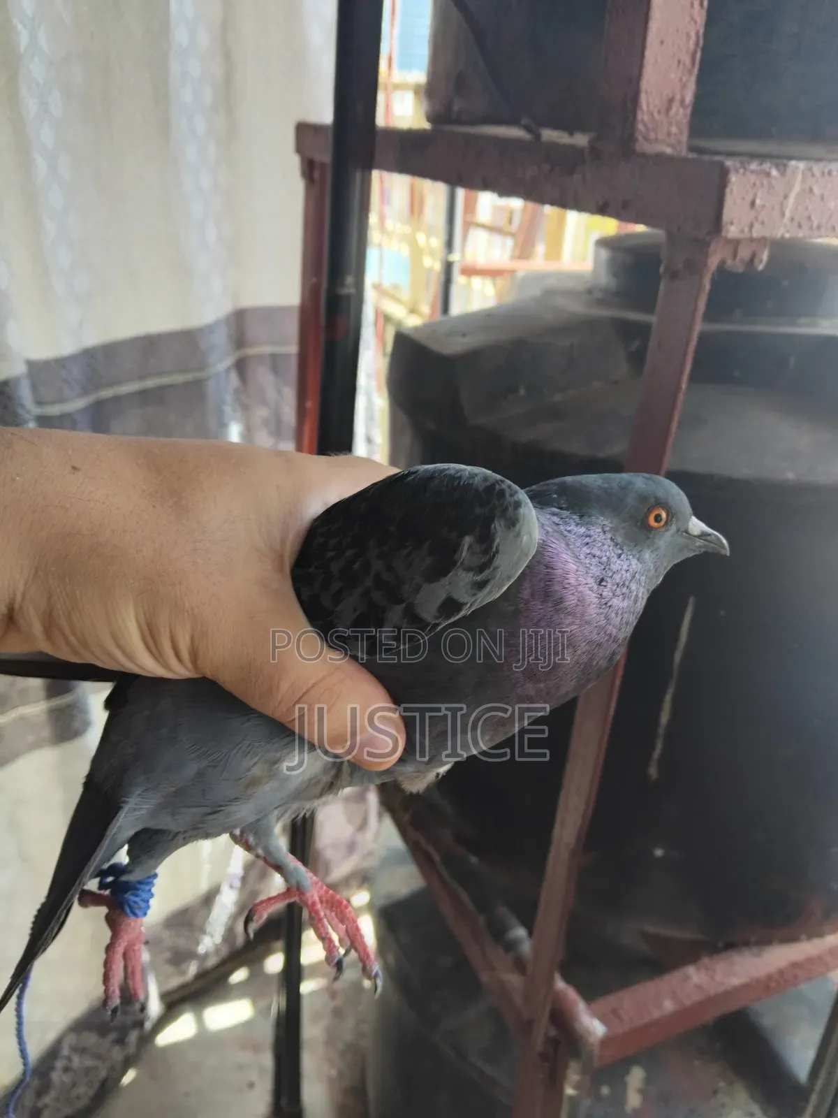 Pigeon ( Dushi Wa Kawaida )