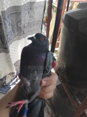 Pigeon ( Dushi Wa Kawaida )