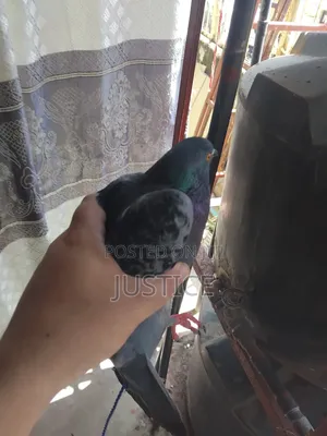 Pigeon ( Dushi Wa Kawaida )