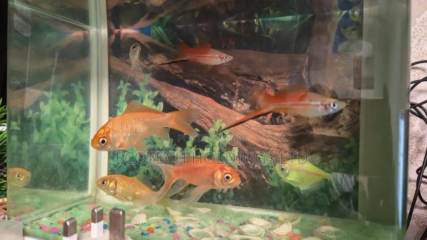 Fish Available