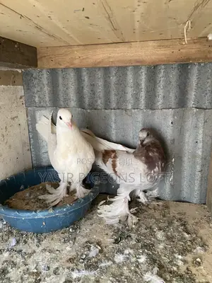 Pigeons for Sale