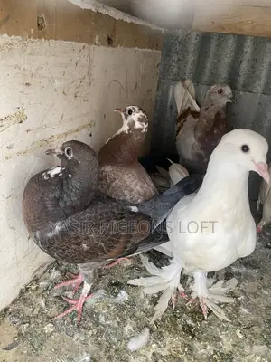 Pigeons for Sale