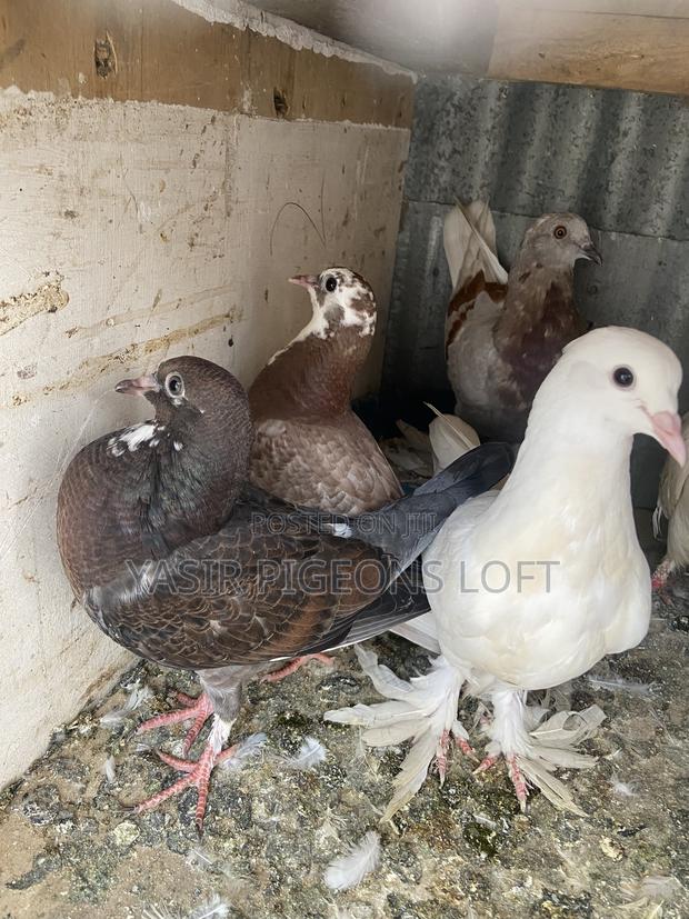 Pigeons for Sale