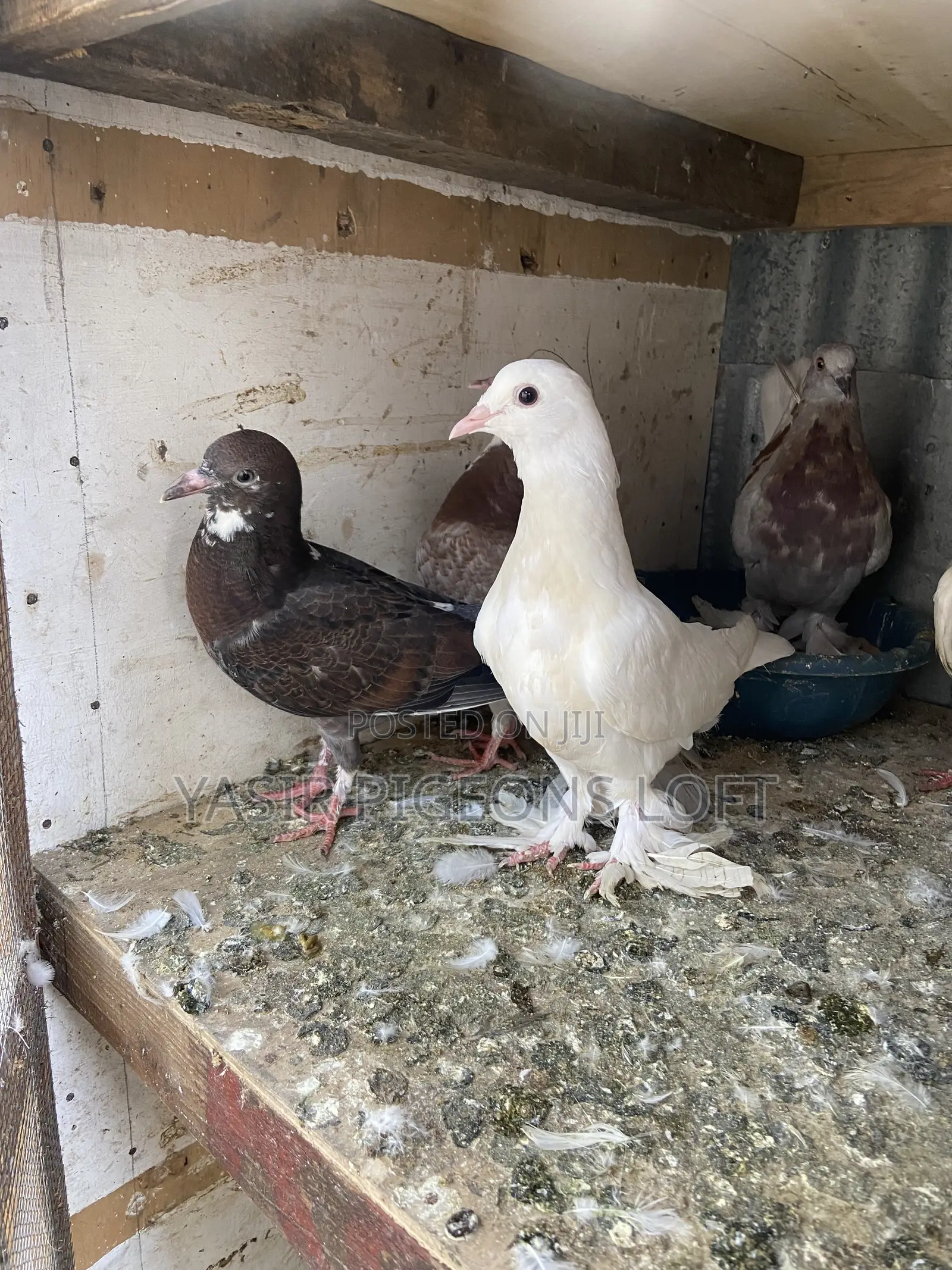 Pigeons for Sale