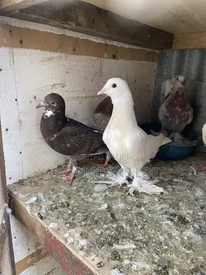 Pigeons for Sale