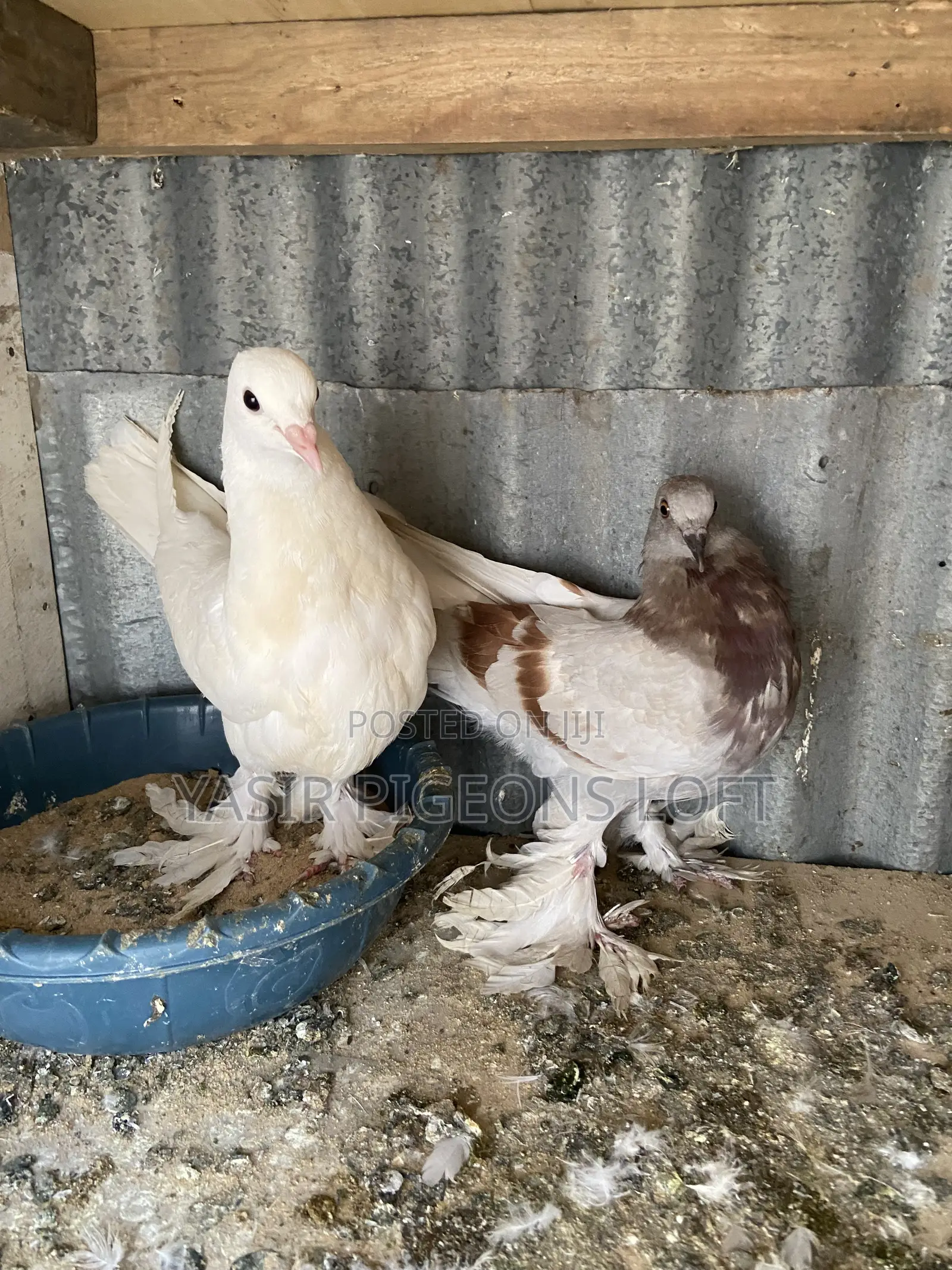 Pigeons for Sale