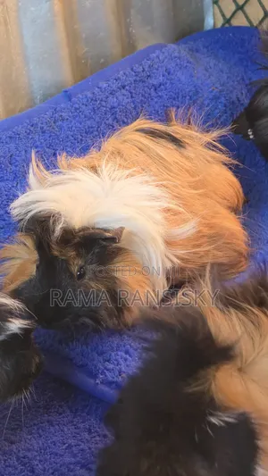Fluffy Guinea Pigs