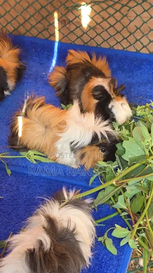 Fluffy Guinea Pigs