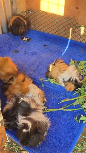 Fluffy Guinea Pigs