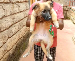 1-3 months Female Mixed Breed Dog