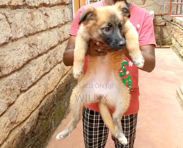 1-3 months Female Mixed Breed Dog