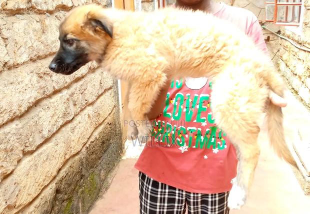 1-3 months Female Mixed Breed Dog - thumbnail 3