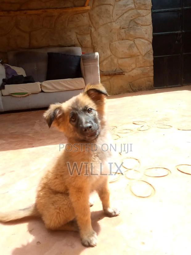 1-3 months Female Mixed Breed Dog - thumbnail 6