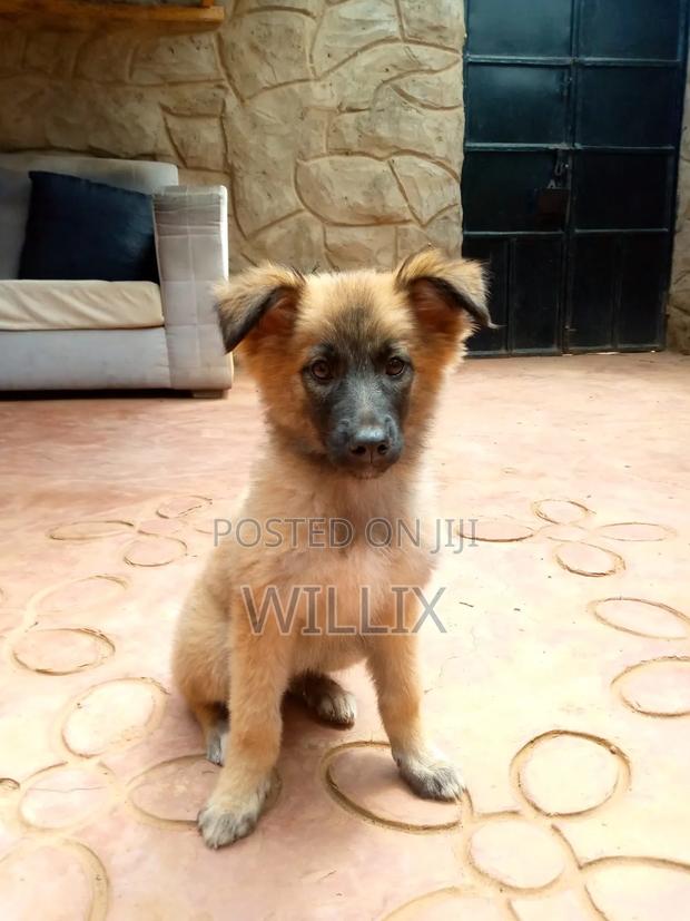 1-3 months Female Mixed Breed Dog - thumbnail 7