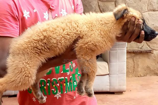 1-3 months Female Mixed Breed Dog - thumbnail 9