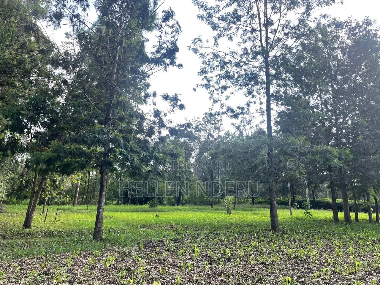 5 Acres in Karen