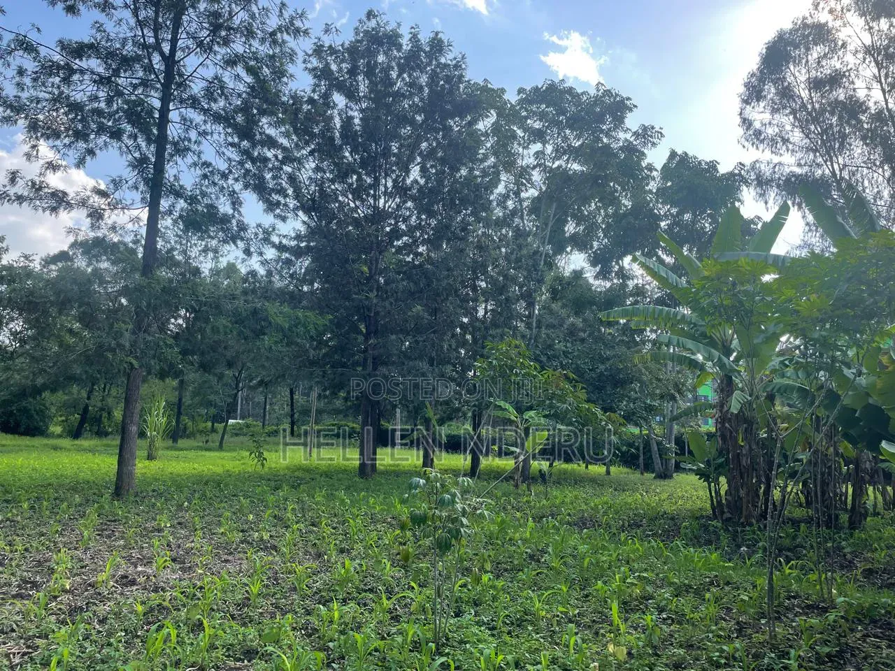 5 Acres in Karen