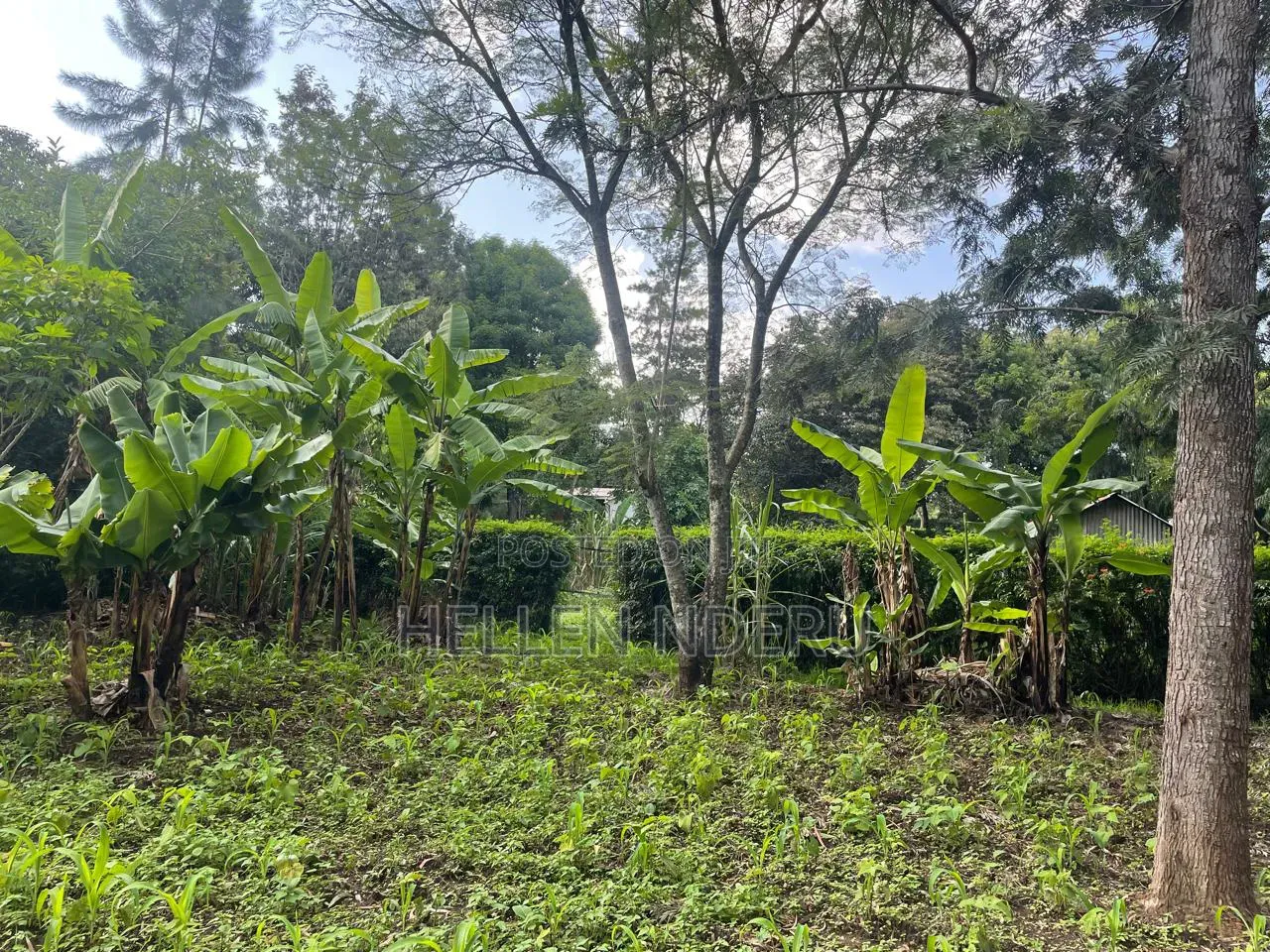 5 Acres in Karen